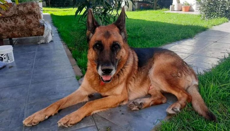 Cash: el perro que estuvo perdido casi un año y volvió solo a su casa