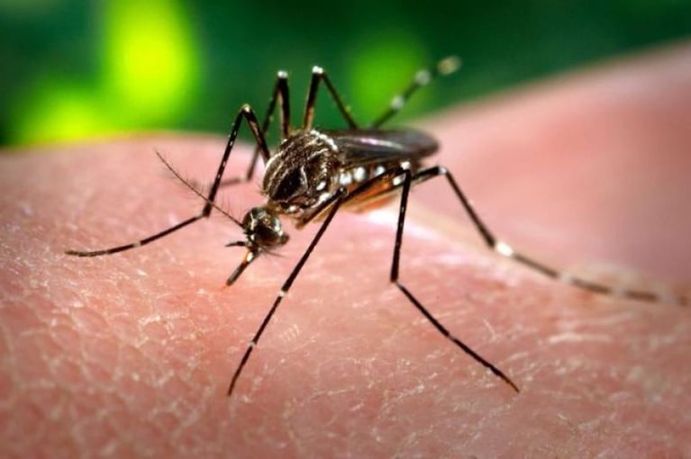 Casi 600 casos nuevos de dengue en Córdoba: en total hay 2.315