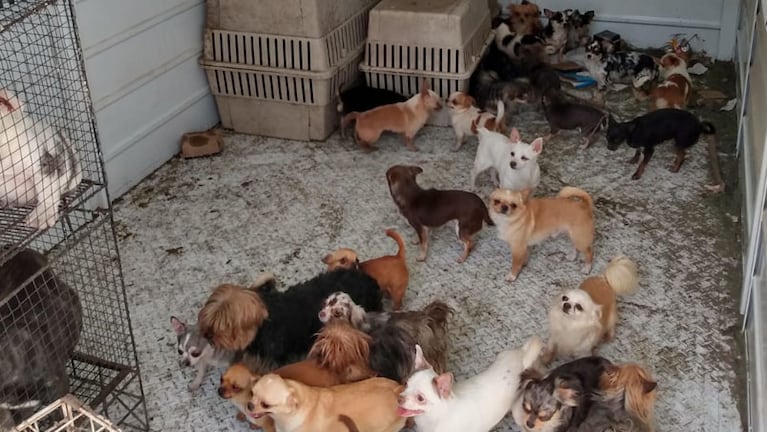 Casi un centenar de perros fueron salvados por efectivos de Patrulla Ambiental.