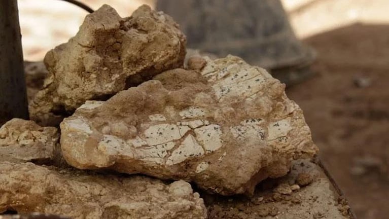 Cavó para hacer un pozo ciego en el patio y encontró restos de un tigre dientes de sable