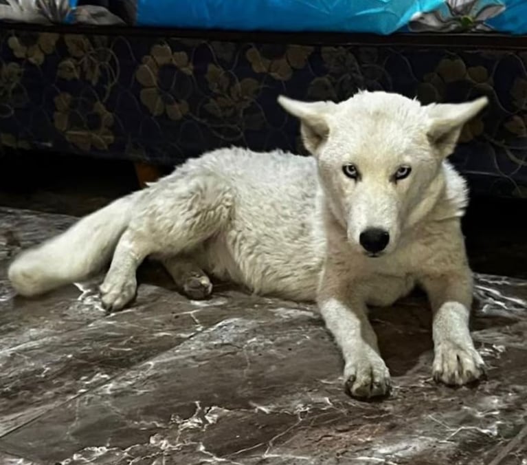 Cayó "La Paraguaya", dealer que tenía un lobo blanco de mascota.