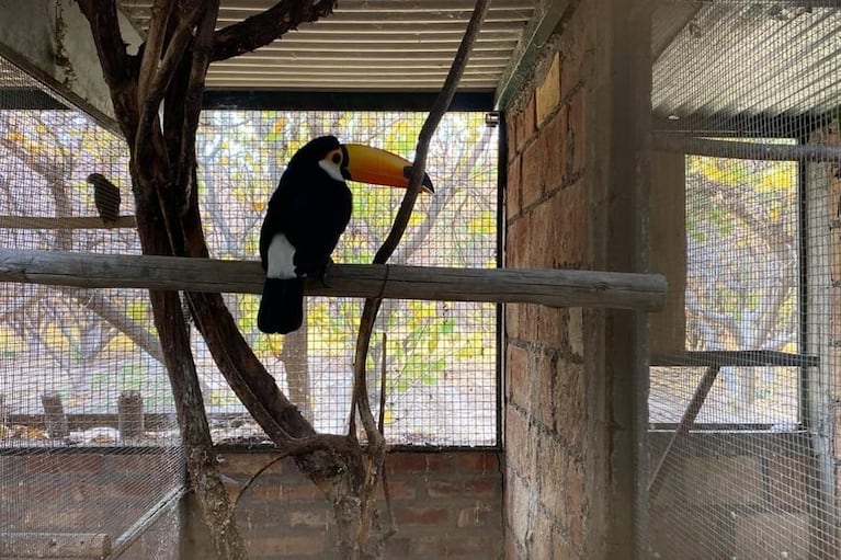 Cayó una banda que vendía aves exóticas de todo el mundo: tenían 800 valuadas en miles de dólares