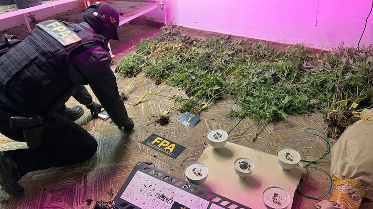Cayó una pareja que vendía marihuana y productos cannábicos en Alicia.