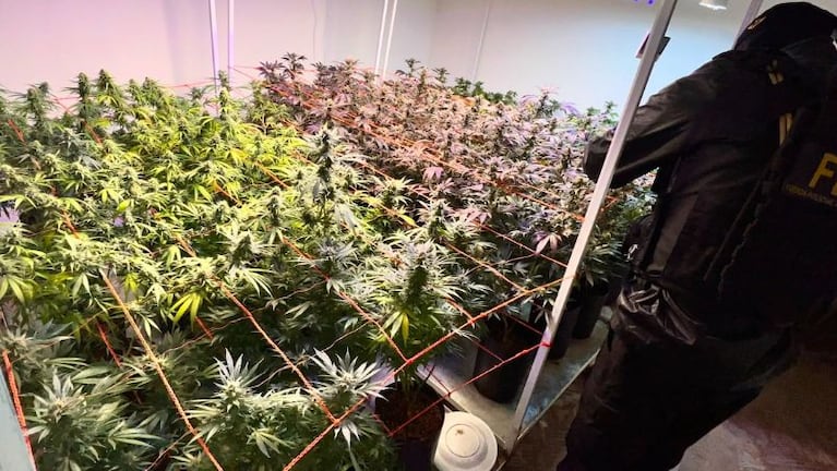 Cayó una pareja que vendía marihuana y productos cannábicos en Alicia, en el interior cordobés.