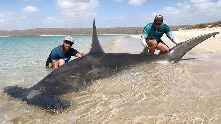 Cazadores de tiburones comparten fotos de sus hazañas