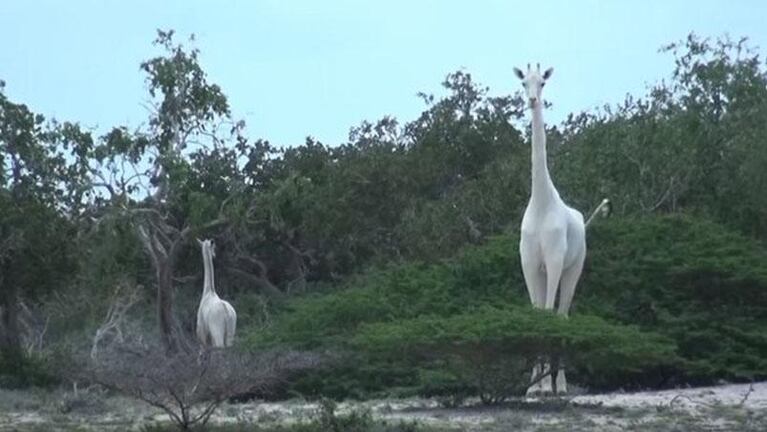 Cazadores furtivos mataron a la única jirafa blanca de Kenia y a su cría