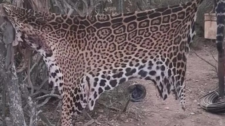 Cazadores furtivos mataron y carnearon a uno de los últimos yaguaretés de Formosa: están detenidos