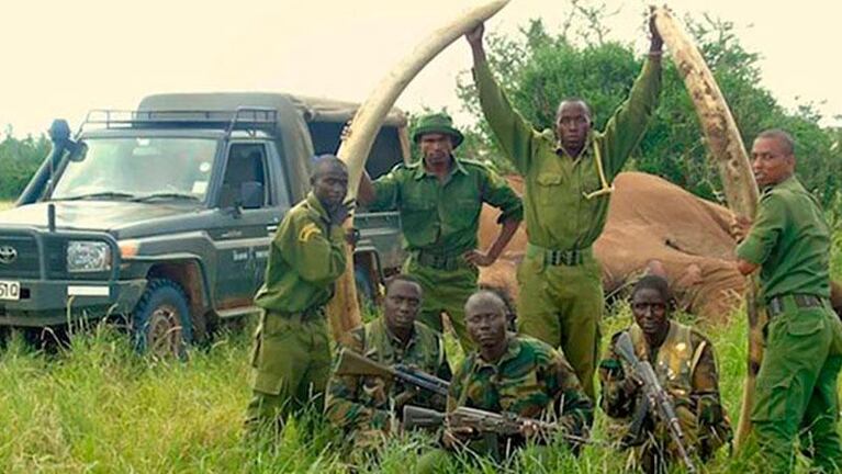 Cazadores mataron a uno de los elefantes más grandes del mundo