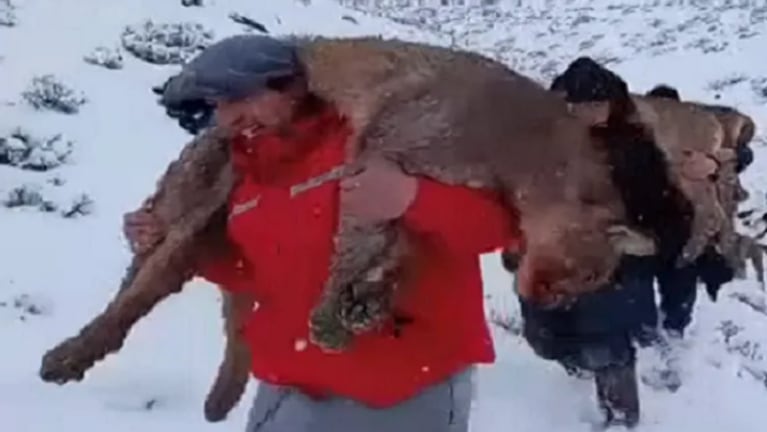 Cazaron a cuatro pumas sin autorización en Neuquén