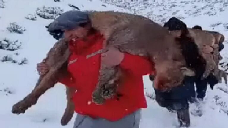 Cazaron a cuatro pumas sin autorización en Neuquén