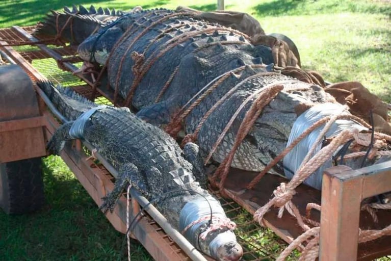 Cazaron a un cocodrilo gigante tras ocho años de búsqueda en Australia