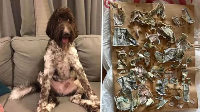 Cecil, el adorable perro que fue el viral de la semana.