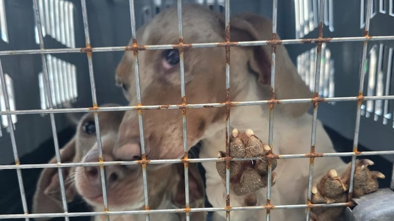 Cerraron un criadero clandestino con 30 perros en pésimo estado en el interior de Córdoba