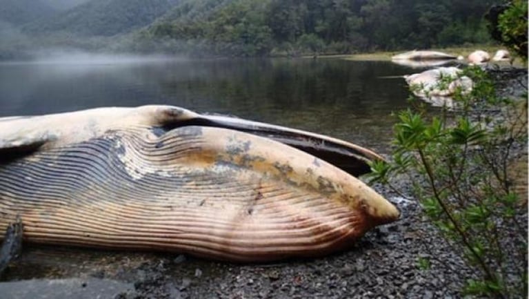 Chile: aparecieron más de 300 ballenas muertas
