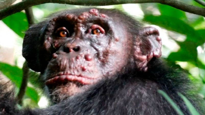 Chimpancés con lepra, una rareza que alerta a los especialistas. 