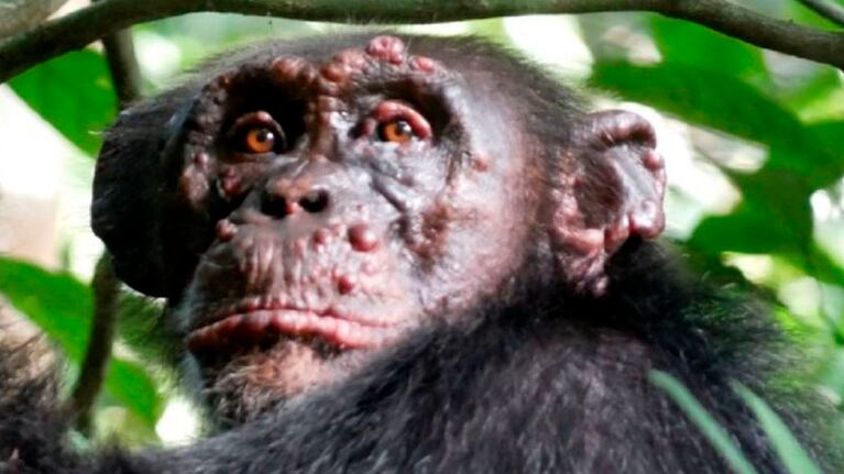 Chimpancés con lepra, una rareza que alerta a los especialistas.