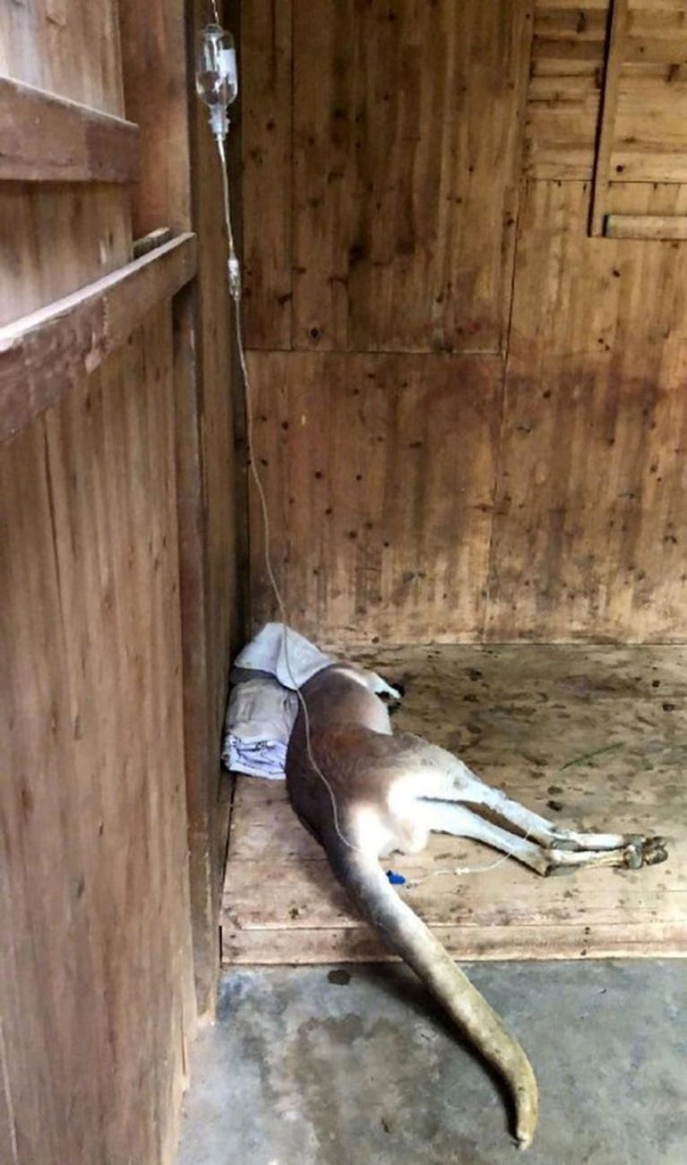 China: un canguro murió al recibir un ladrillazo en el zoo