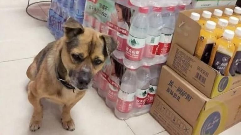 China: un perro visitó durante tres meses el hospital donde murió su dueño por coronavirus