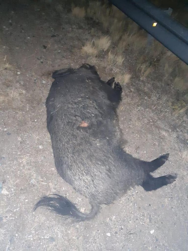 Chocaron contra un jabalí en las Altas Cumbres y se salvaron de milagro: una plaga que preocupa