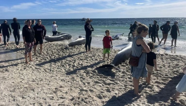 Cientos de ballenas encallaron en Australia y decenas murieron: las impactantes imágenes