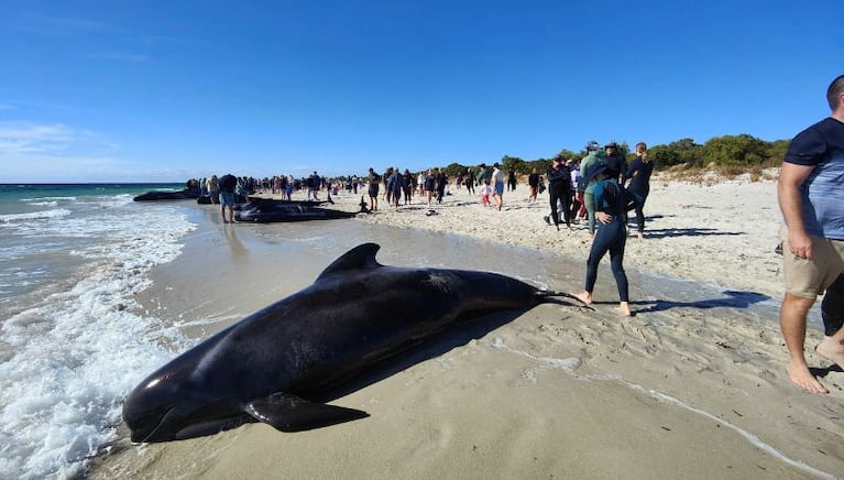 Cientos de ballenas encallaron en Australia y decenas murieron: las impactantes imágenes