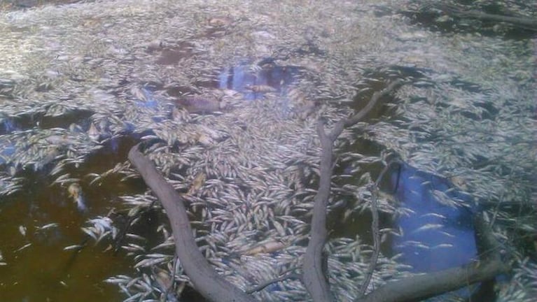 Cientos de peces muertos en Carlos Paz