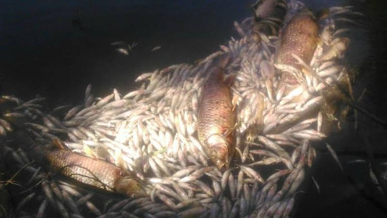 Cientos de peces muertos en Carlos Paz