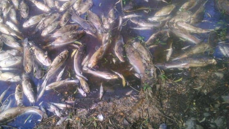 Cientos de peces muertos en Carlos Paz