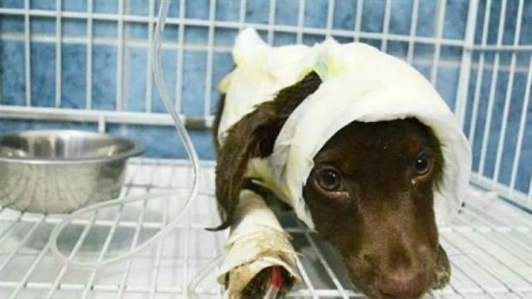 Cientos de personas pidieron justicia por Chocolate, el perro despellejado