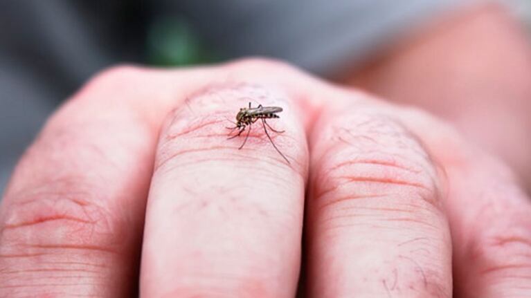 Cinco personas contrajeron la enfermedad del Aedes Aegypti.