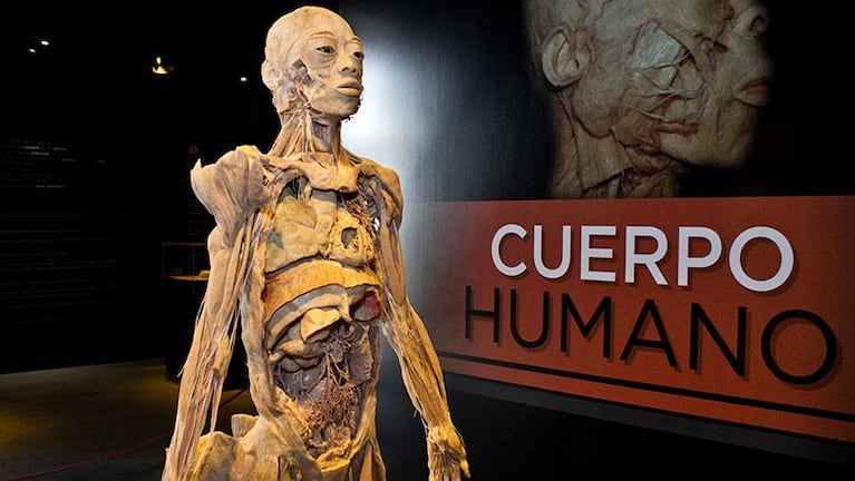 Cine europeo y la muestra Cuerpo Humano se destacan en la agenda cultural