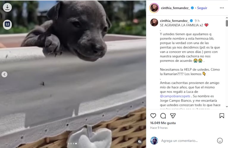 Cinthia Fernández mostró a la perrita que se suma a su familia. (Foto: Instagram/cinthiafernandez)
