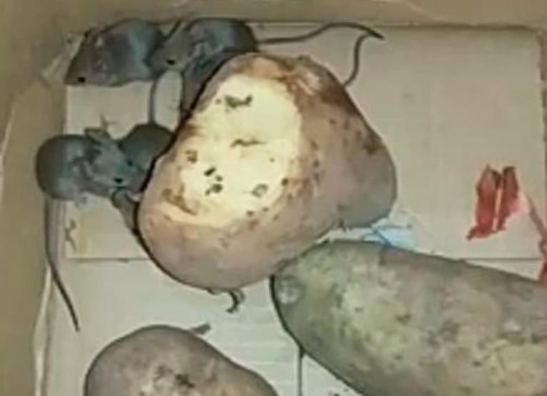 Clausuraron un supermercado cordobés por presencia de ratas: fotos y video