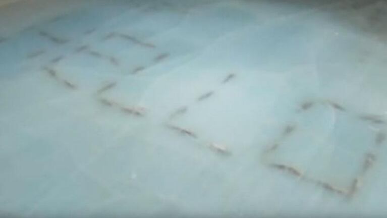 Clausuraron una pista de patinaje con 5.000 peces muertos
