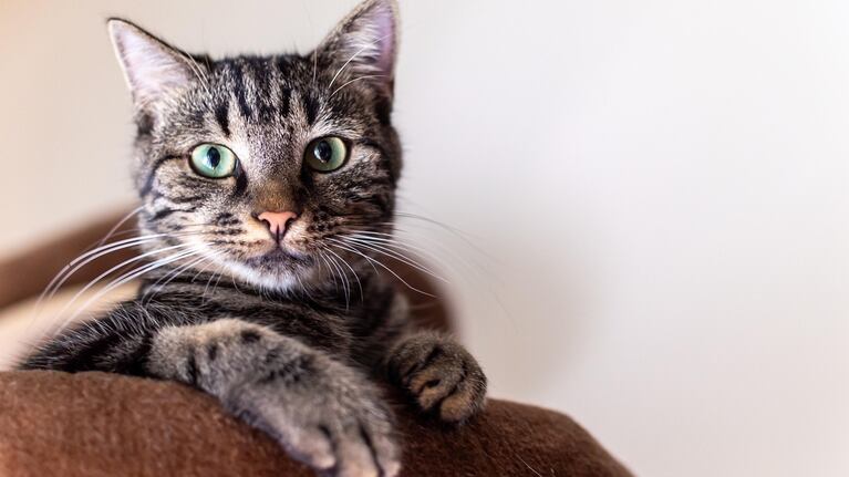 Claves sobre la alimentación de los gatos.