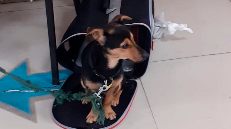 Coco en el Aeropuerto Internacional de Ezeiza.