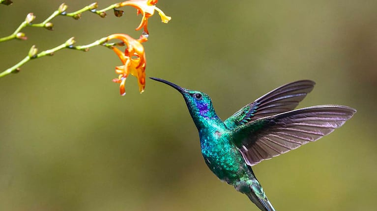 Colibrí se posa sobre una flor.