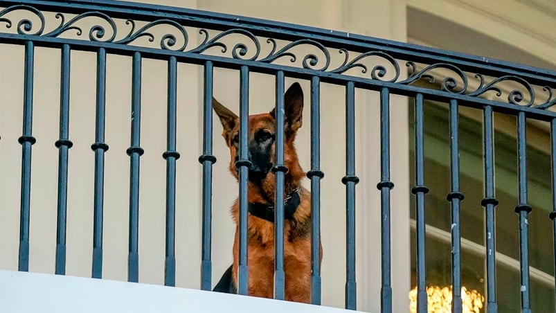 Commander fue visto por última vez el fin de semana en la Casa Blanca. Foto: Reuters.