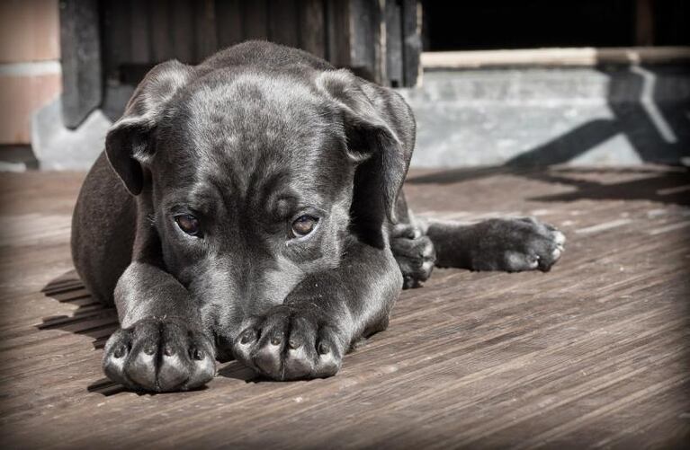 Cómo cuidar a tu mascota de la pirotecnia