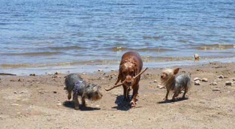 Cómo cuidar a tu mascota de un golpe de calor