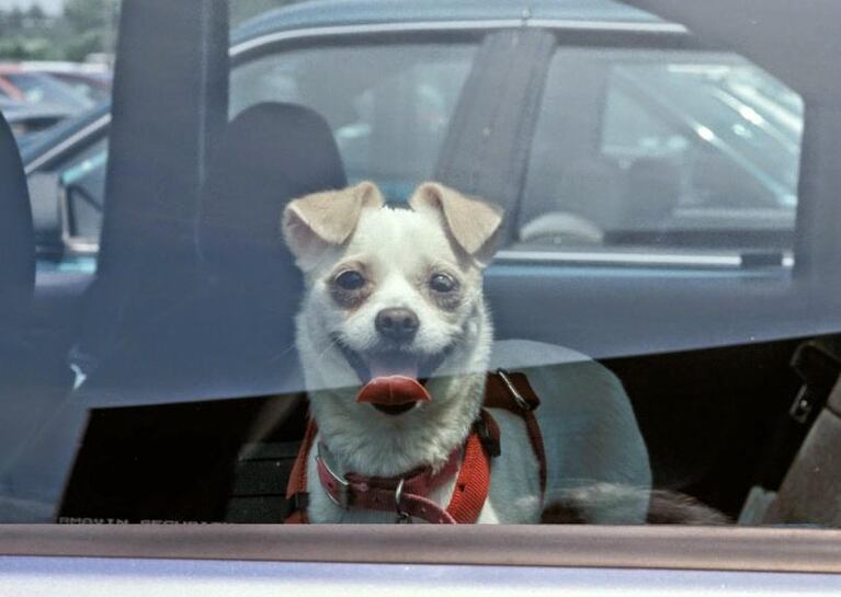 Cómo cuidar a tu mascota de un golpe de calor