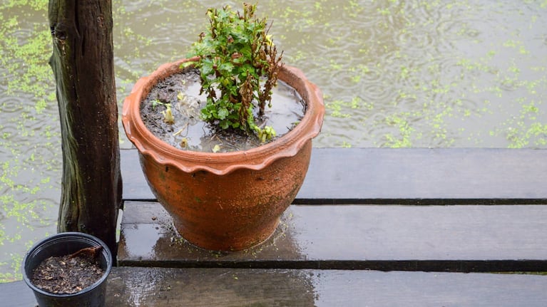 Cómo cuidar a tus plantas en días de lluvias.