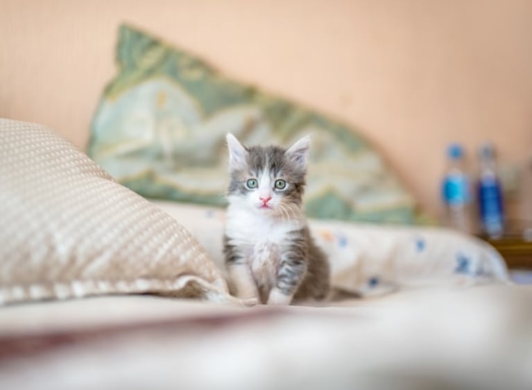 Cómo cuidar a un gatito: 7 tips para “papás” primerizos