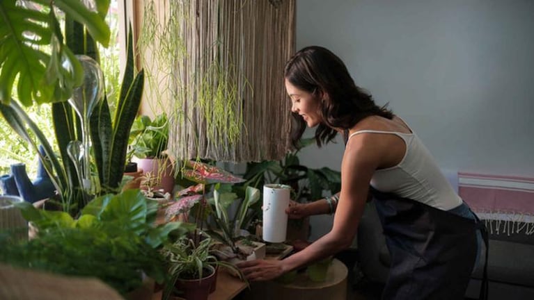 Cómo cuidar las plantas en verano para que no se mueran