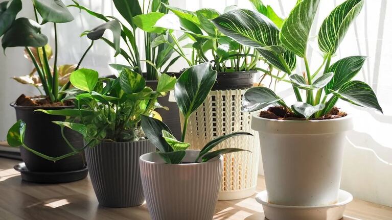 Cómo cuidar tus plantas cuando llega el fresco.