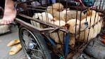 Como estos cachorros, miles de perros morirán en China.