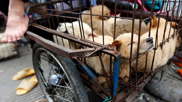 Como estos cachorros, miles de perros morirán en China.