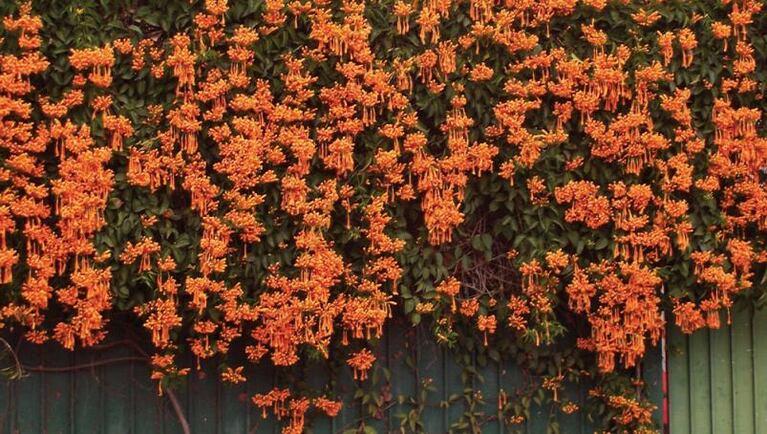 Cómo mantener el jardín colorido durante el invierno