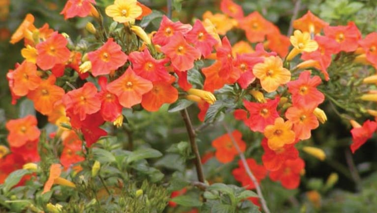 Cómo mantener el jardín colorido durante el invierno