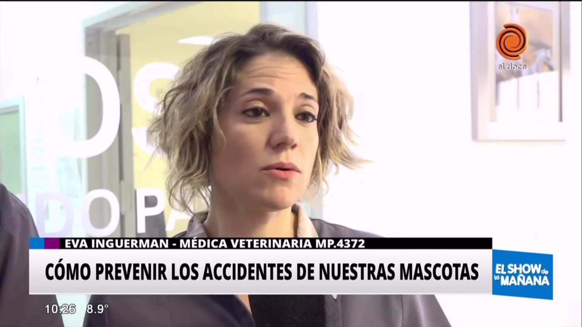 ¿Cómo prevenir los accidentes de nuestras mascotas?